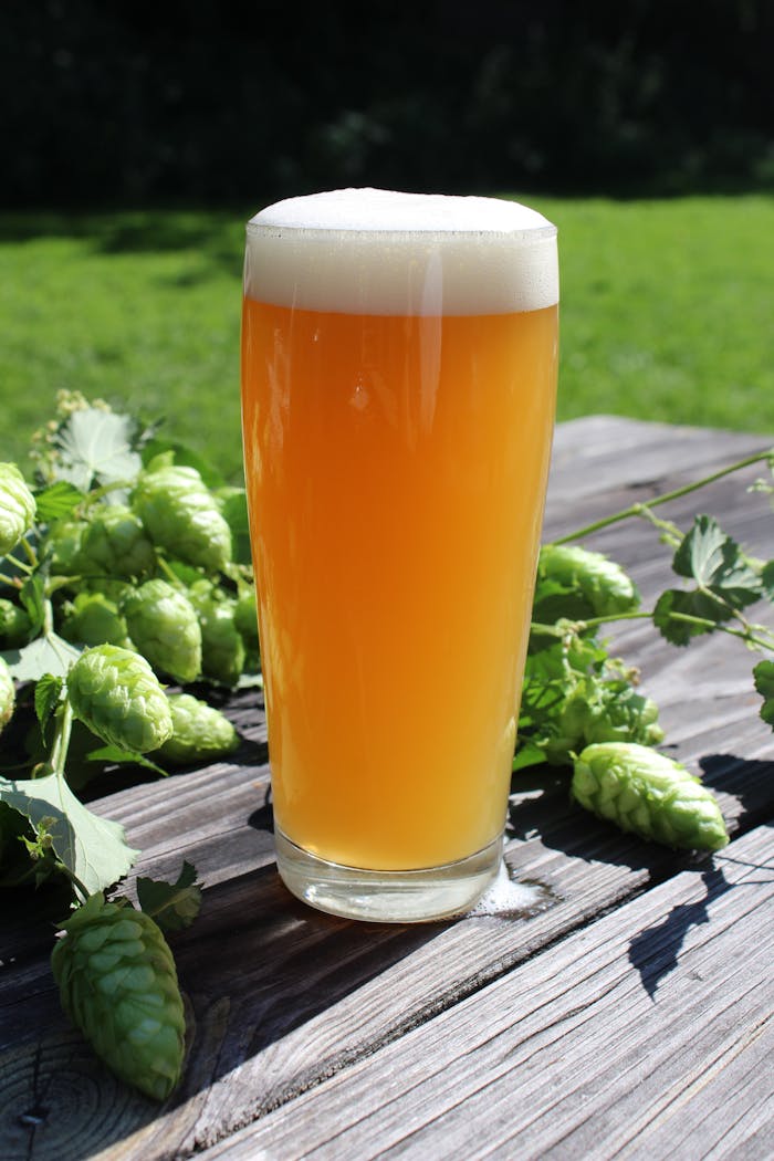 Tall glass of craft beer with frothy head surrounded by fresh green hops on a sunny day.