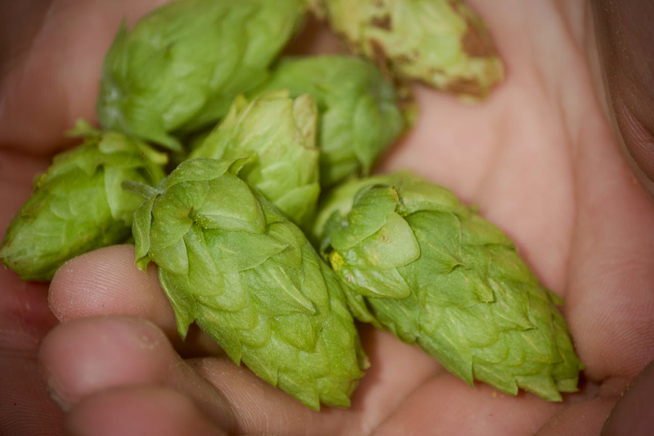 Detailed close-up of green hop cones held in human hands, showcasing organic farming in Ohio.